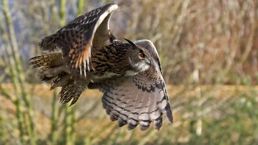 An eagle owl in flight, wings spread, over blurred vegetation